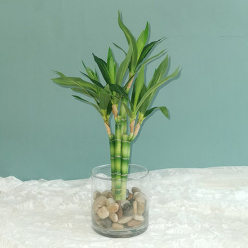Aquarium Fish To Buy - New 40cm Artificial Lucky Bamboo Succulent
