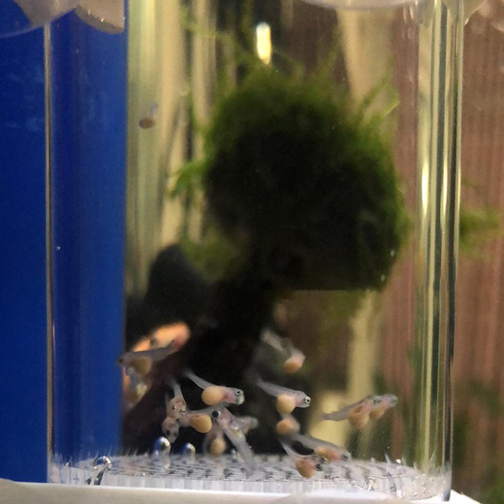 Aquarium Fish Eggs - 40mm Tumbler Incubator Fish Hatchery Mouth-Brooding