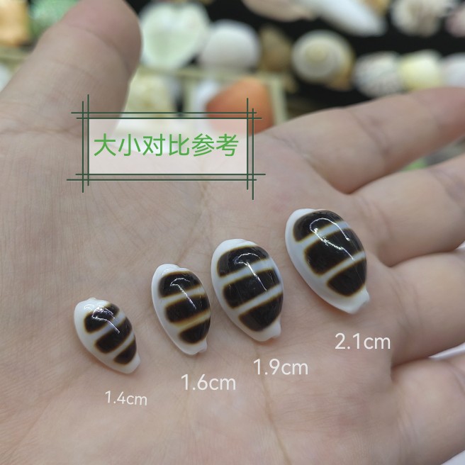 Natural Black Striped Conch Sh - Aquarium Fish Black 评论和价格