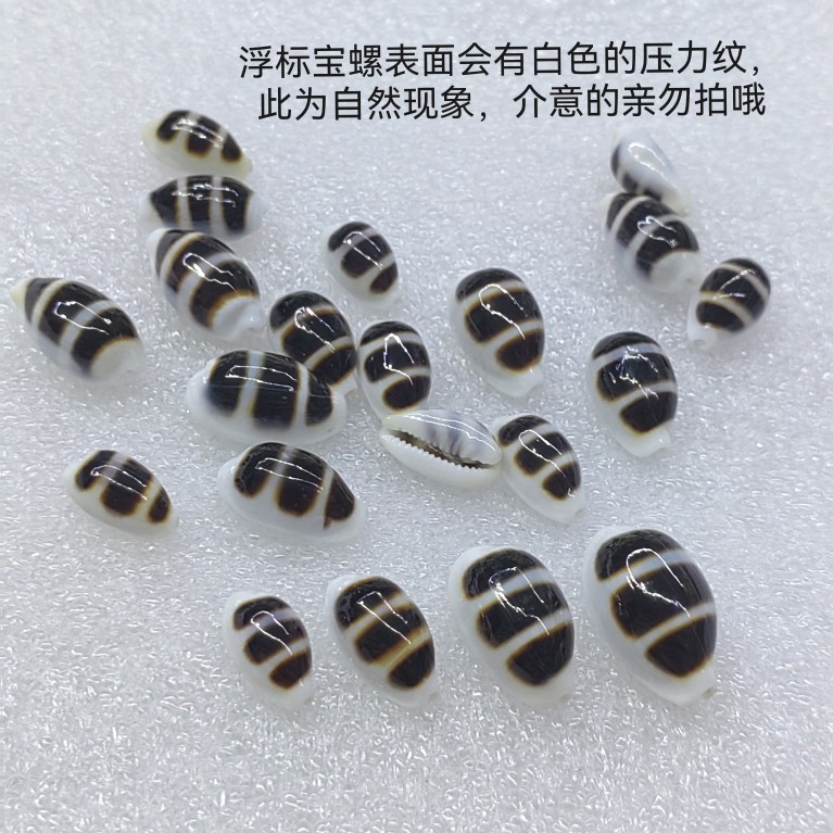 Natural Black Striped Conch Sh - Aquarium Fish Black 评论和价格