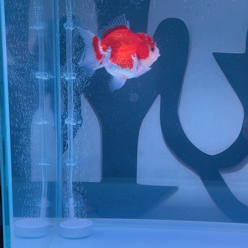 Aquarium Suction Cup 10PC Fish - Aquarium Fish To Buy 评论和价格