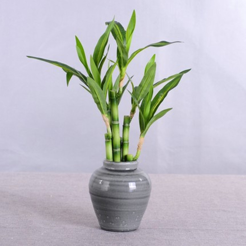 New 40cm Artificial Lucky Bamb - Aquarium Fish To Buy 评论和价格