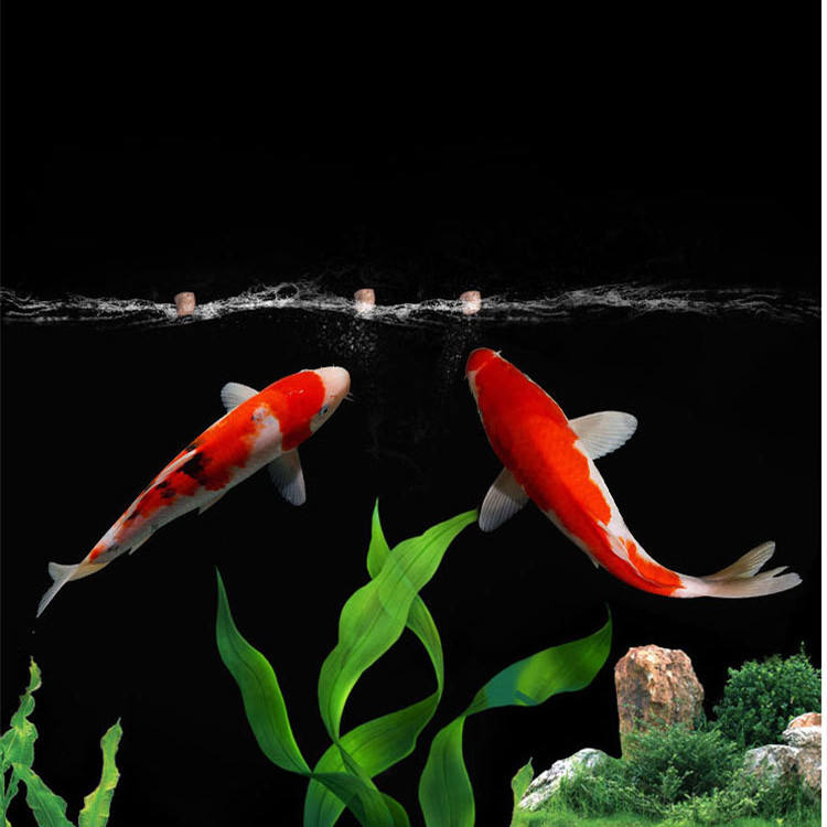 wholesale export high-quality  - Aquarium Fish Exporter 评论和价格