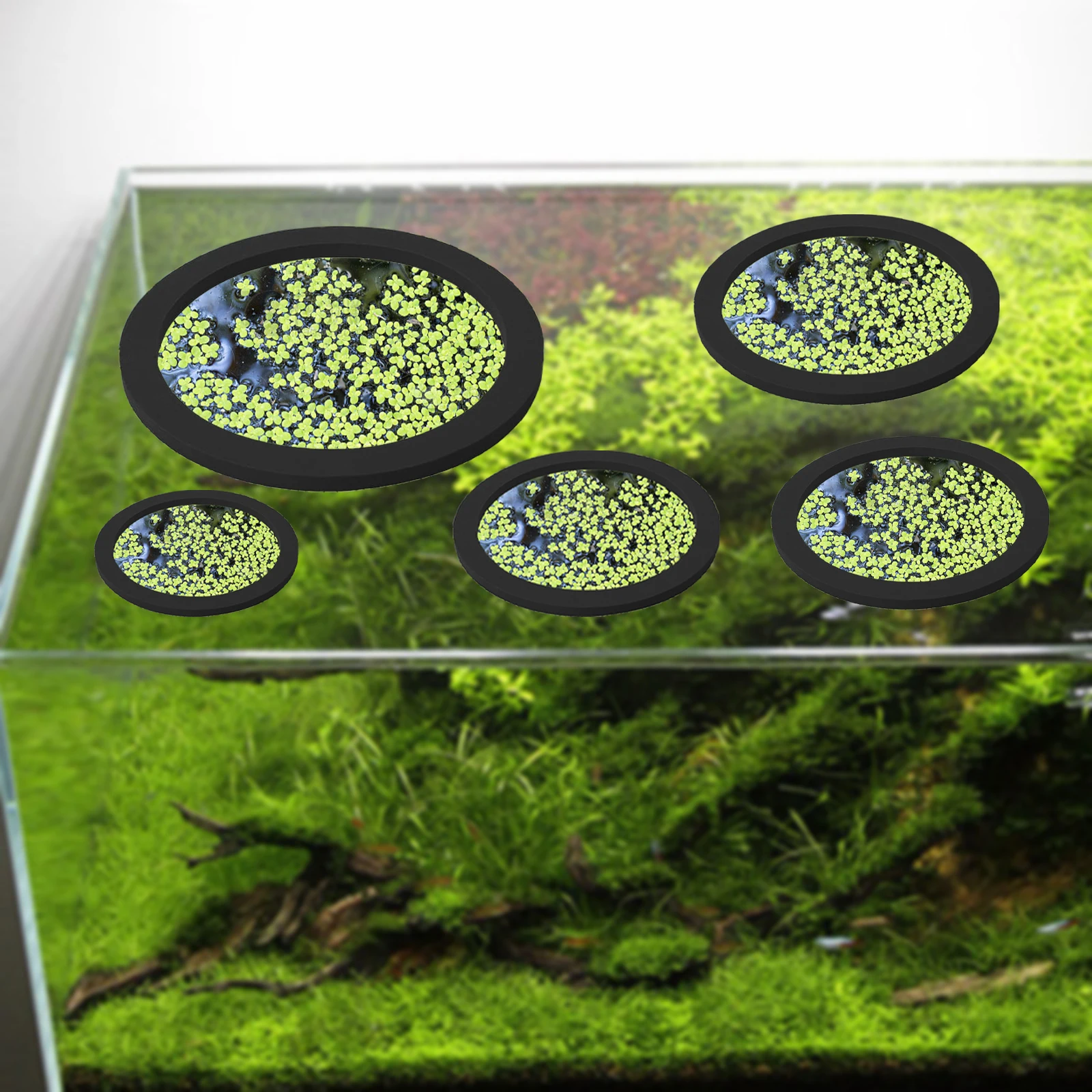 5Pcs EVA Fish Feeding Ring Aqu - Aquarium Fish To Buy 评论和价格